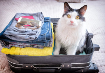 Viaggiare con il gatto