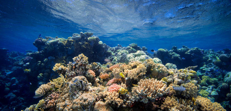 Grande Barriera Corallina