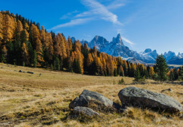 Foresta dei Violini