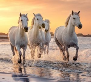 cosa vedere a camargue