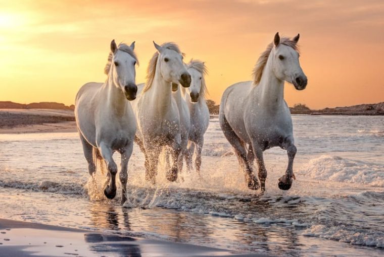 cosa vedere a camargue