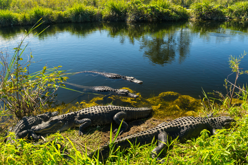 Everglades-coccodrilli