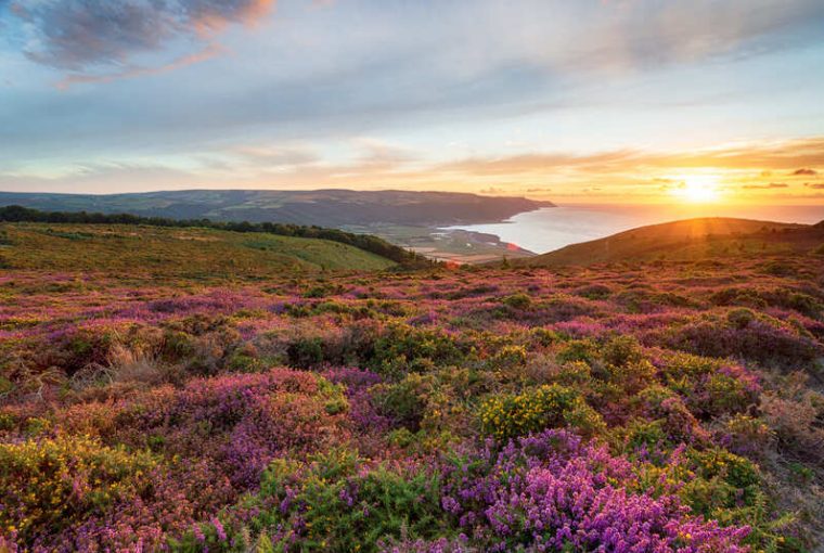 brughiera con fiori viola al tramonto