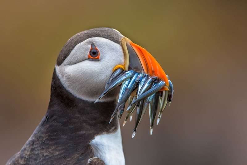 puffin con pesce