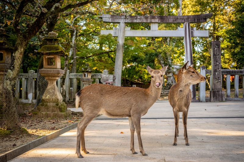 cervi nel Nara Park